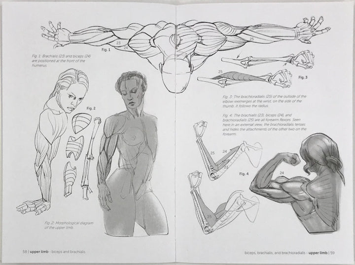 Morpho: Muscled Bodies: Anatomy for Artists