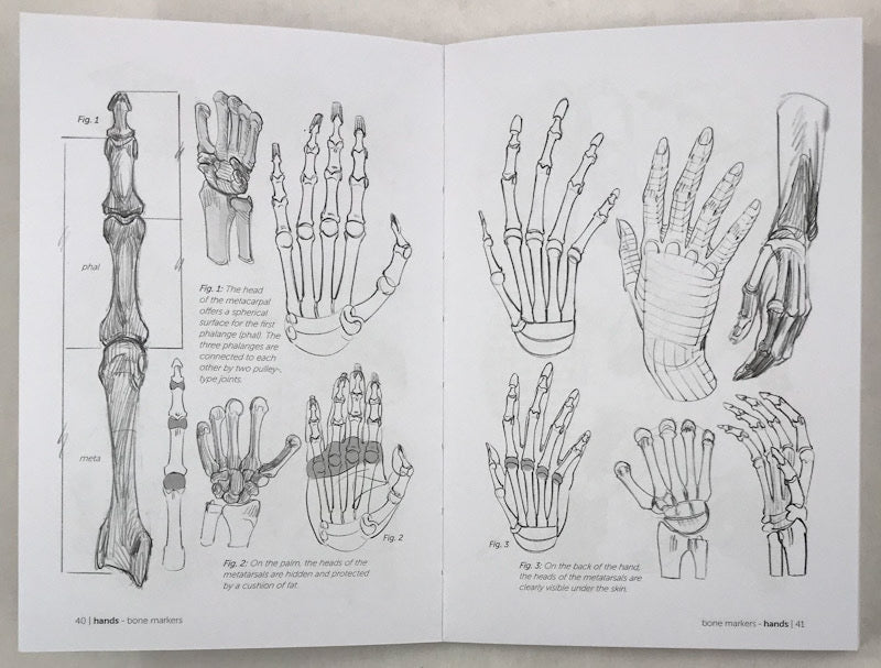 Morpho: Hands and Feet: Anatomy for Artists
