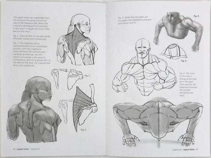 Morpho: Muscled Bodies: Anatomy for Artists