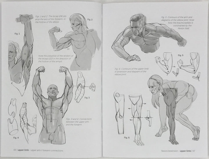 Morpho: Muscled Bodies: Anatomy for Artists