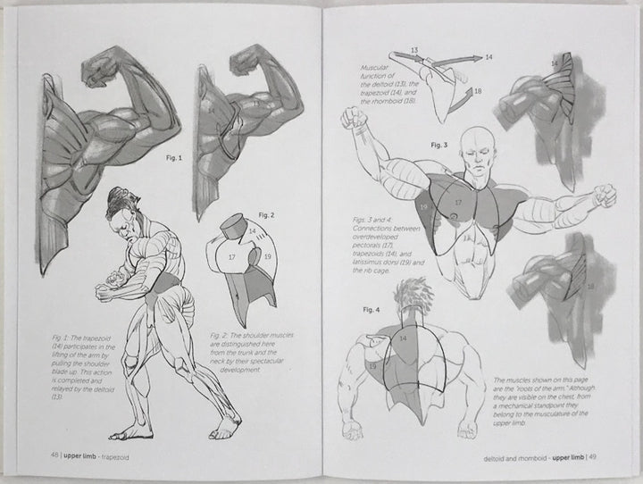 Morpho: Muscled Bodies: Anatomy for Artists