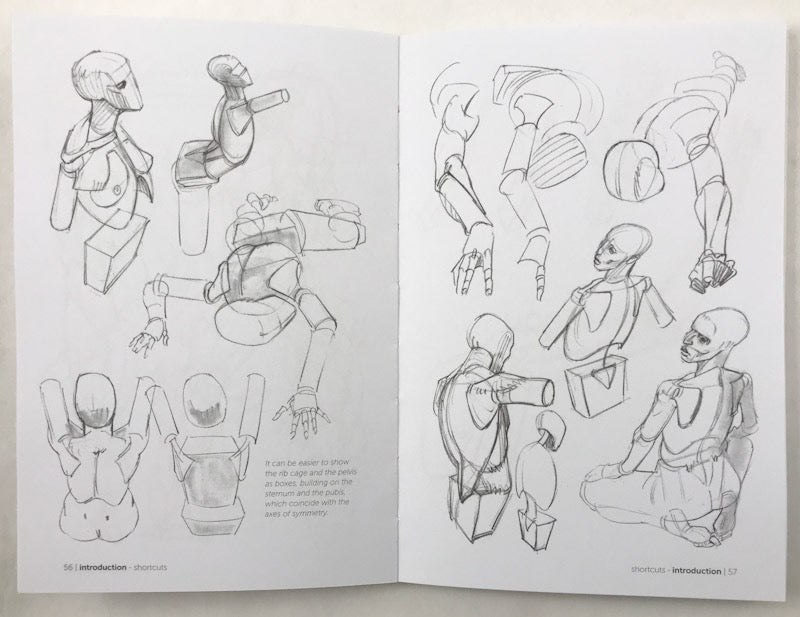 Forms Example Anatomy Morpho: Simplified Forms: Anatomy for Artists – Stuart Ng Books