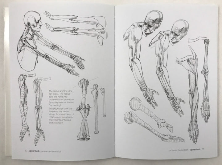 Morpho: Skeleton & Bone Reference Points: Anatomy for Artists