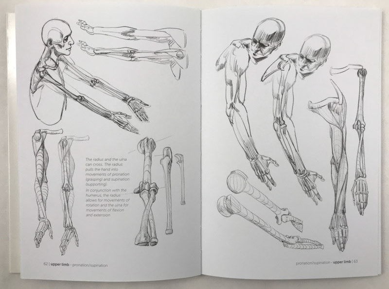 Morpho: Skeleton & Bone Reference Points: Anatomy for Artists – Stuart ...