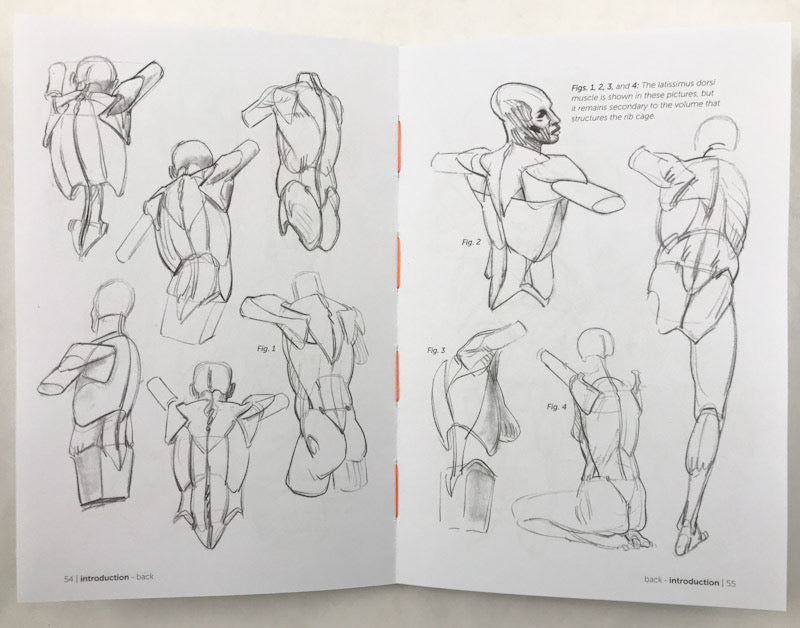 Morpho Simplified Forms Anatomy for Artists Stuart Ng Books